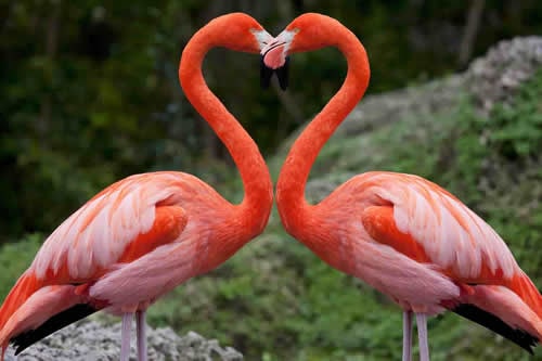 afrique bush safaris lake nakuru